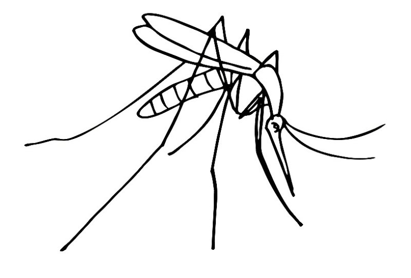Комар раскраска для детей