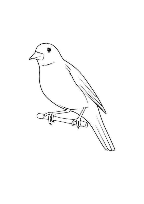 Соловей раскраска для детей