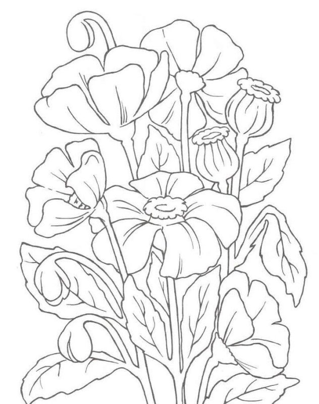 Раскраски цветов