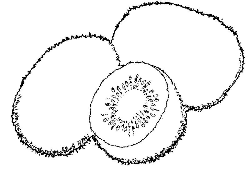 Киви фрукт фрукты