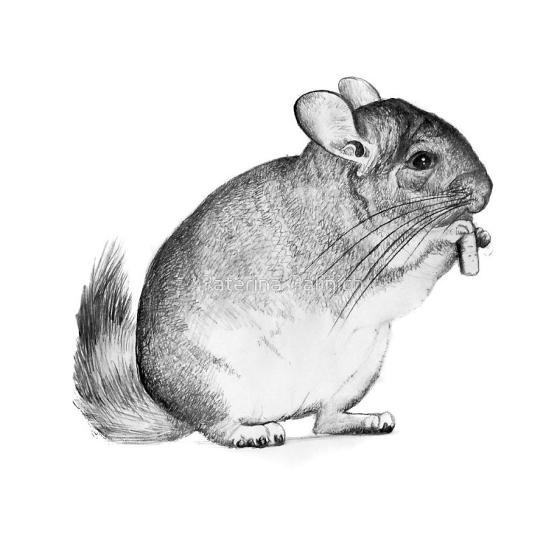 Шиншилла раскраска