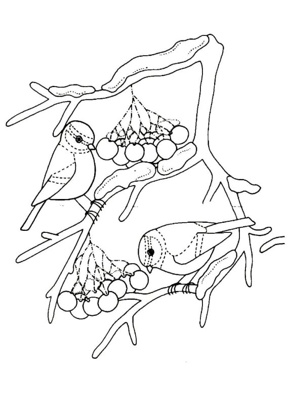 Снегирь на ветке рябины раскраска для детей