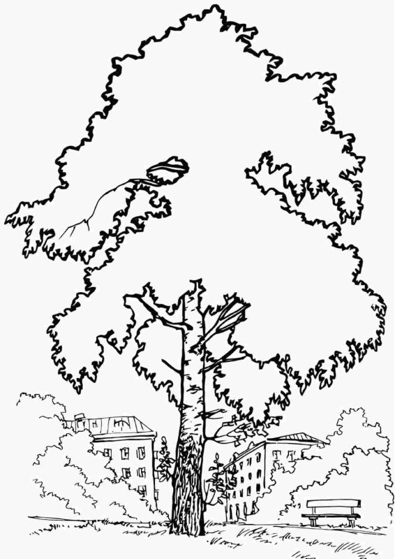 Липа раскраска