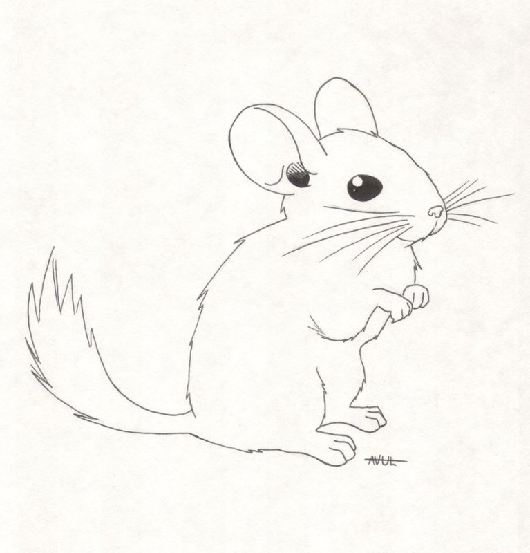 Шиншилла раскраска