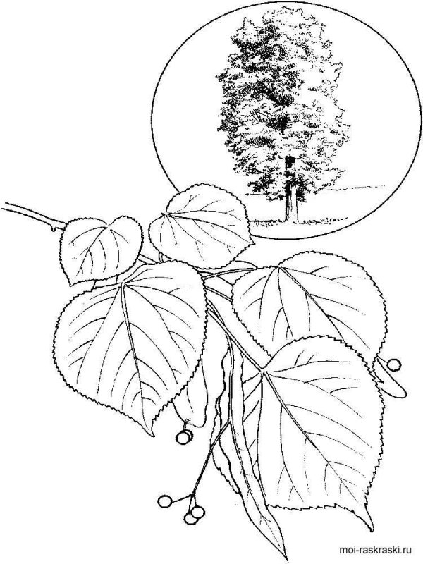 Липа мелколистная рисунок
