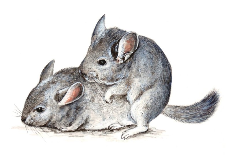 Шиншилла рисунок