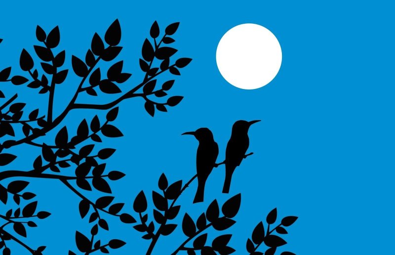 Красивые силуэты птиц
