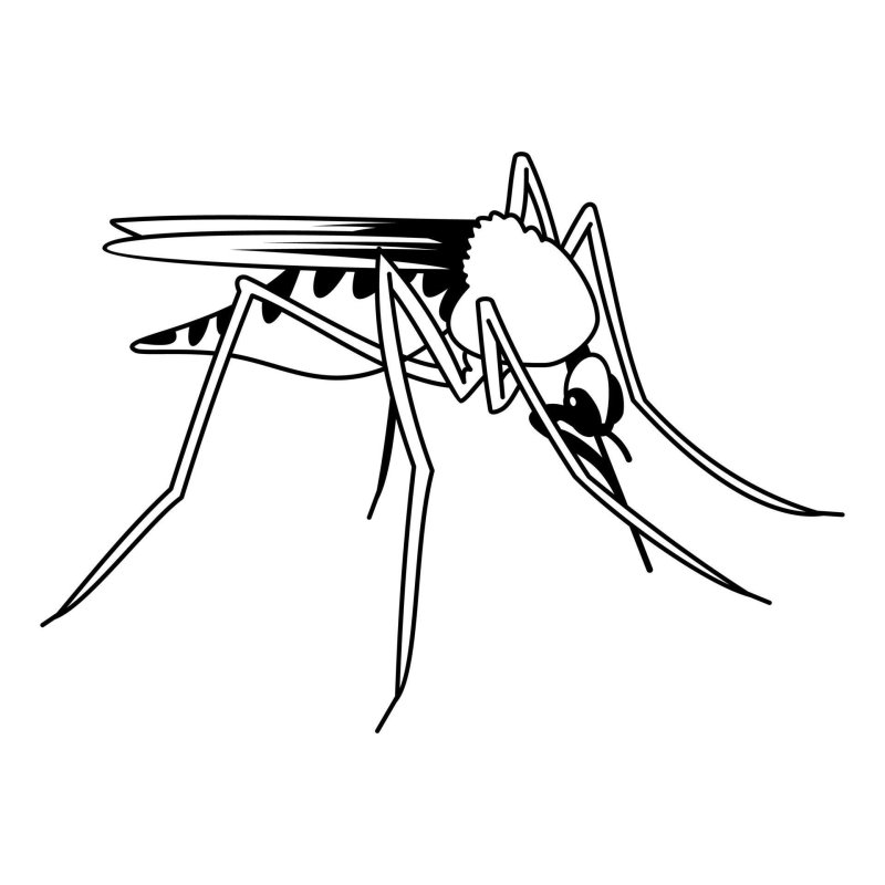 Комар черно белый