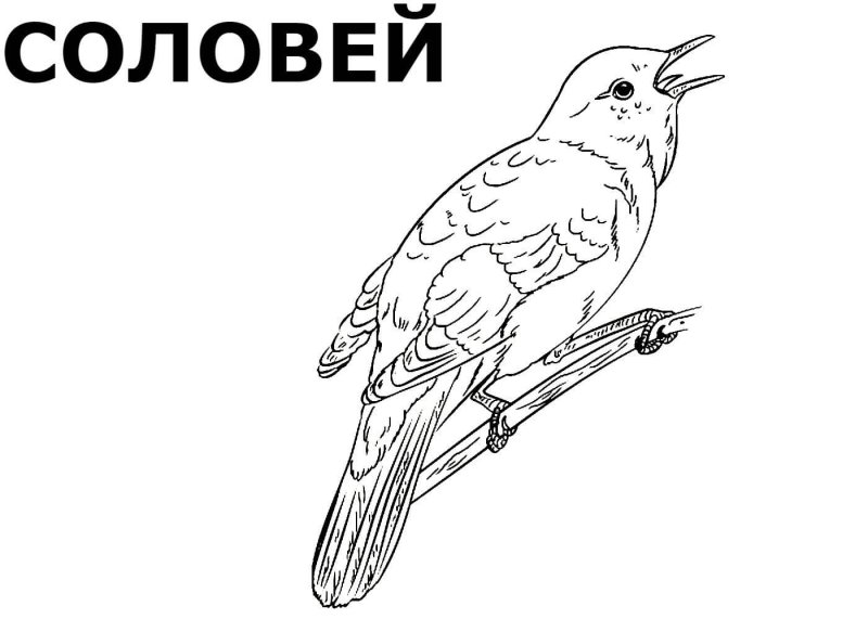 Раскраска перелент ные птицв