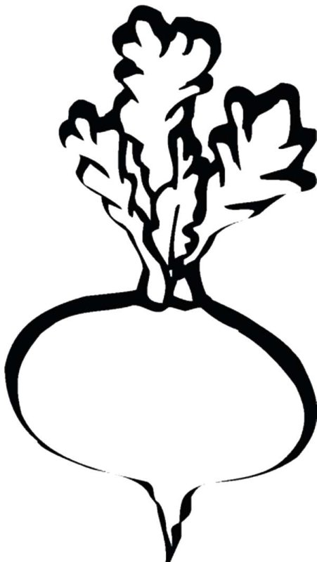 Свекла раскраска для детей