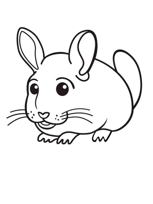 Шиншилла рисунок раскраска