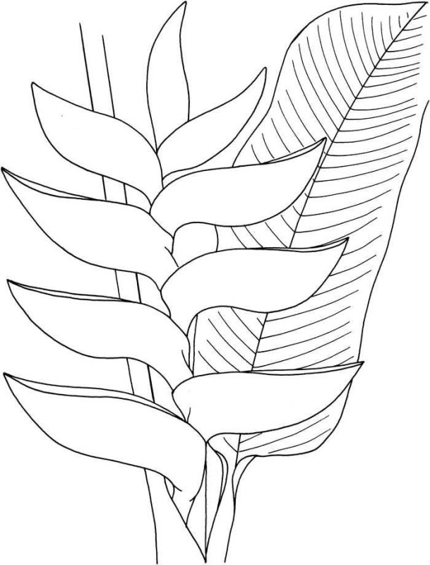 Тропические растения раскраска