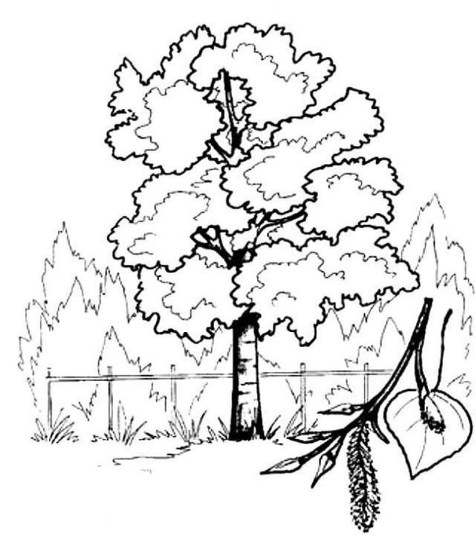 Дерево раскраска для детей