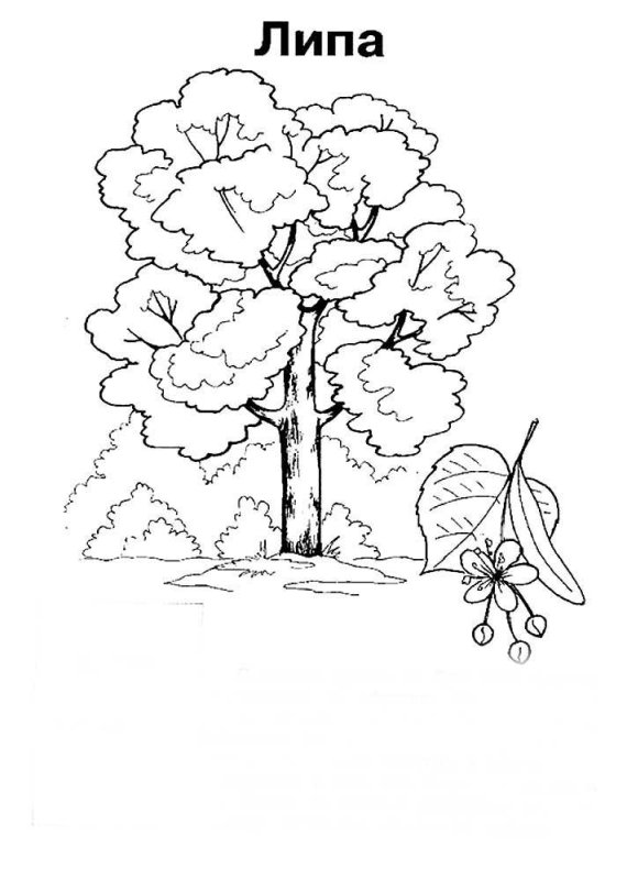 Раскраска деревья и кустарники