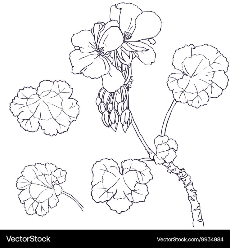 Раскраска герань в горшке