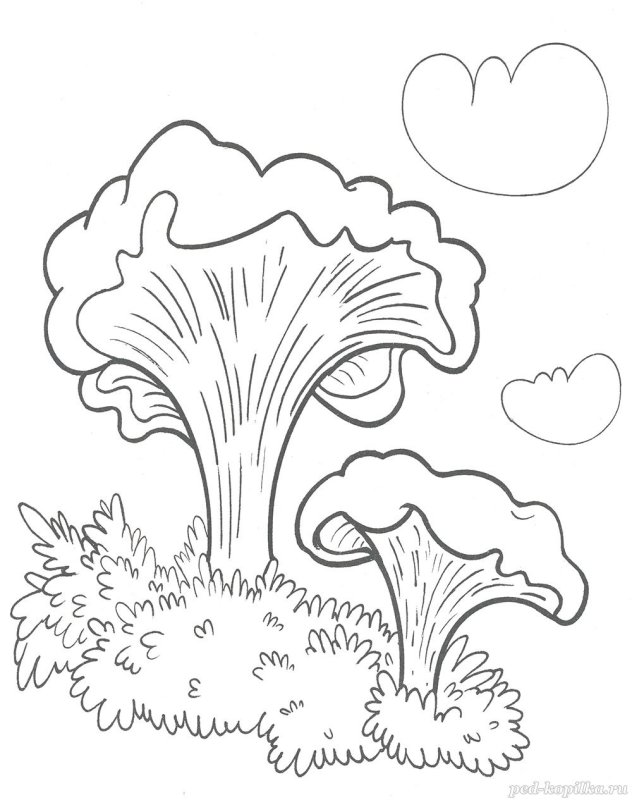 Грибы раскраска для детей