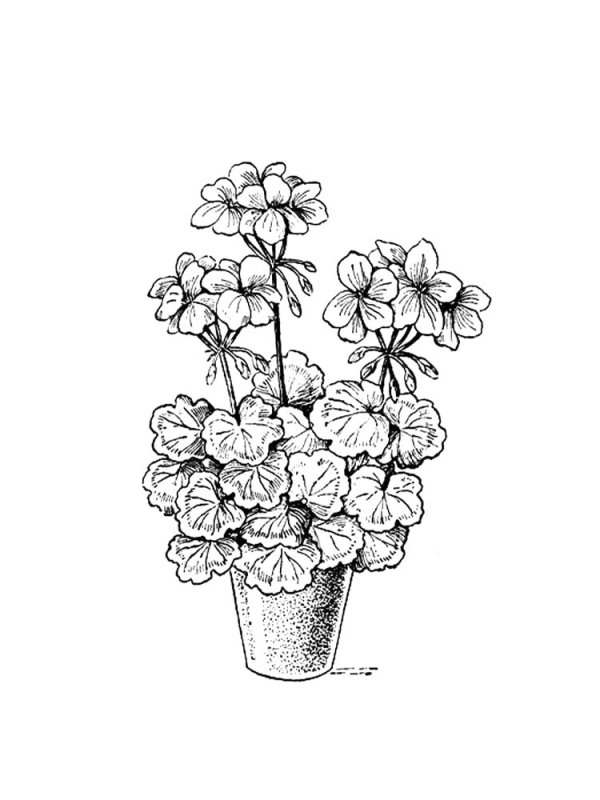 Бальзамин камнеломка