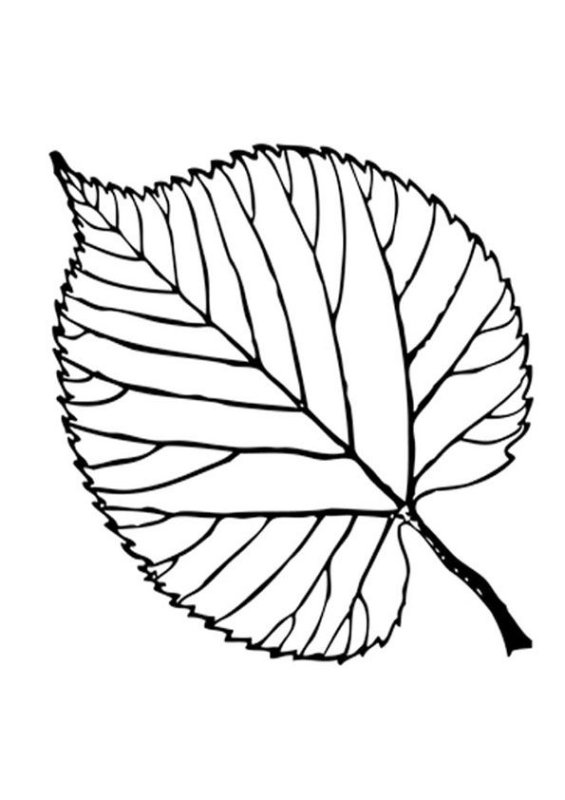Лист липы раскраска