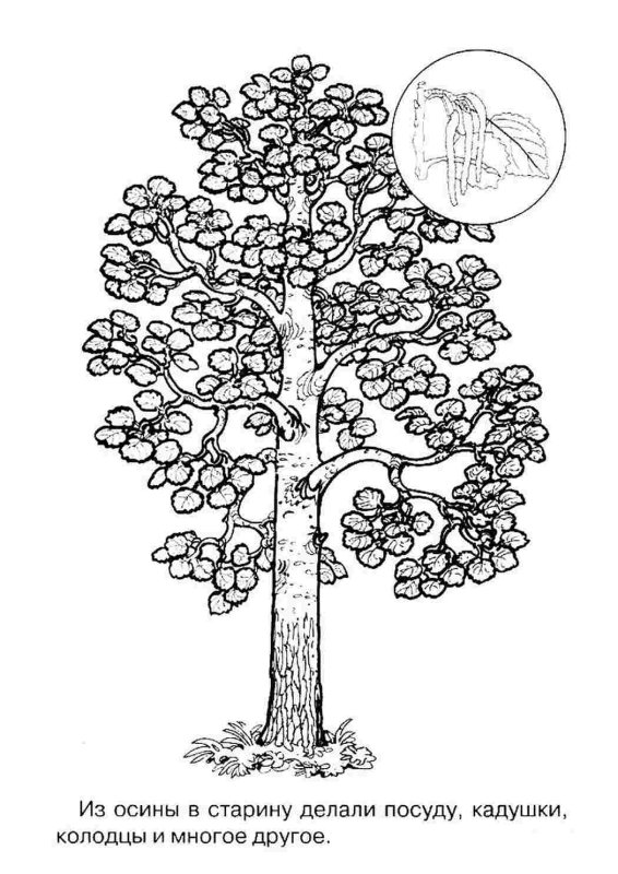 Осина раскраска