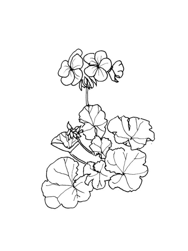 Пеларгония Франсуаза