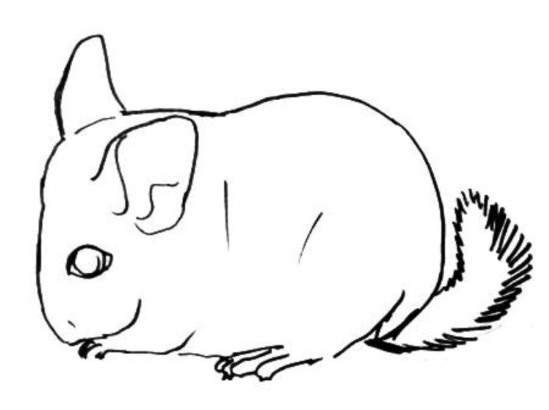 Шиншилла раскраска