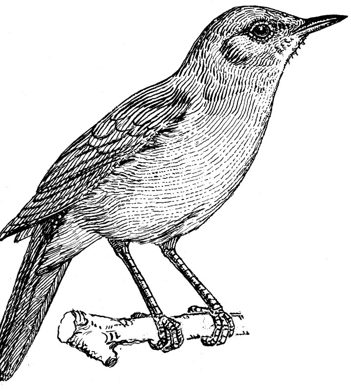 Раскраска Соловей птица