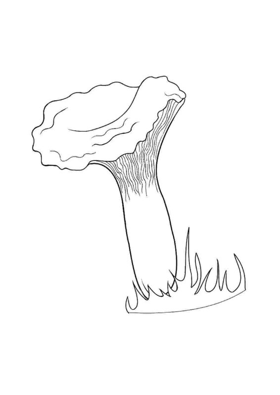 Гриб Лисичка разукрашка