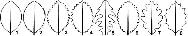 Зубчатый край листовой пластинки