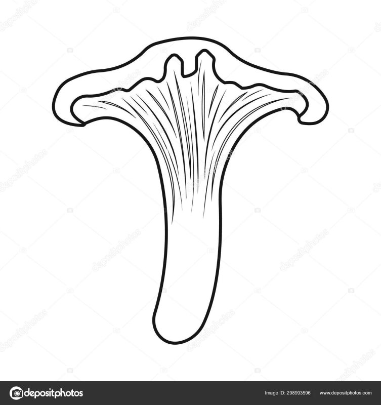 Гриб Лисичка раскраска для детей