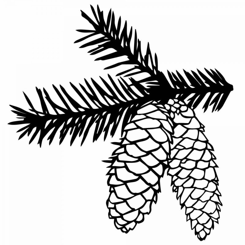 Ветка с шишками