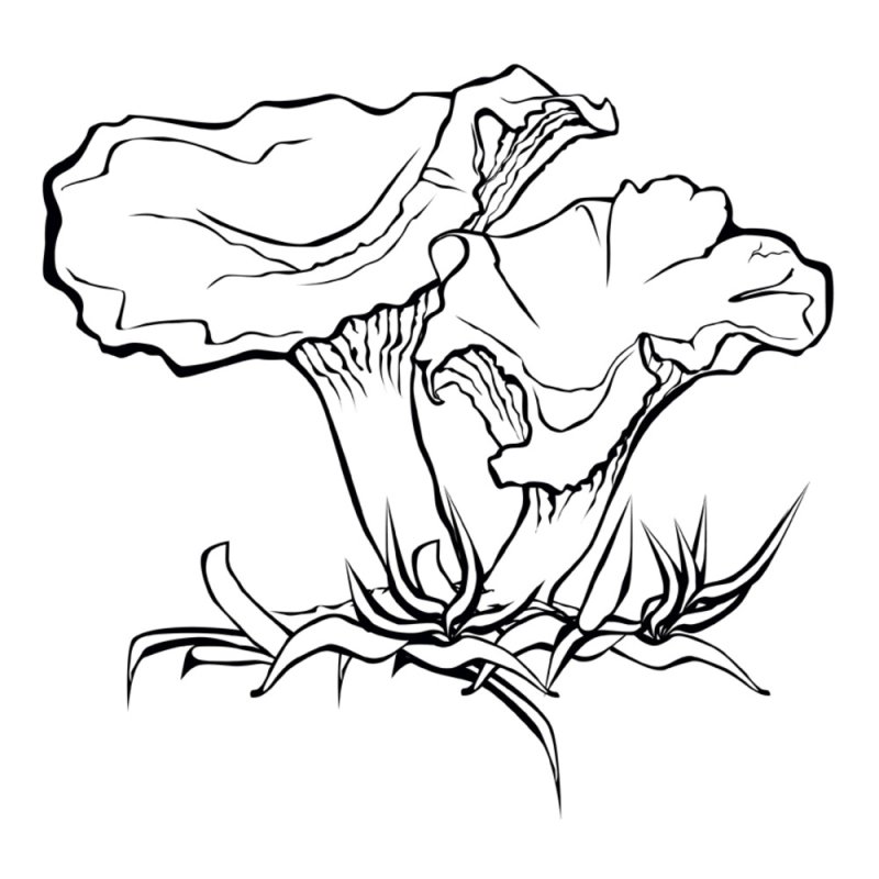 Гриб Лисичка раскраска