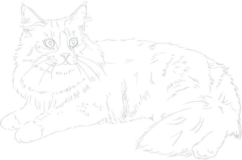 Кошка Мейн кун