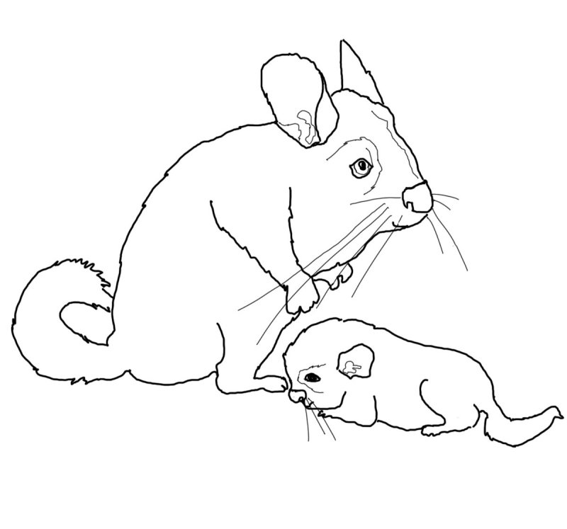 Шиншилла раскраска для детей