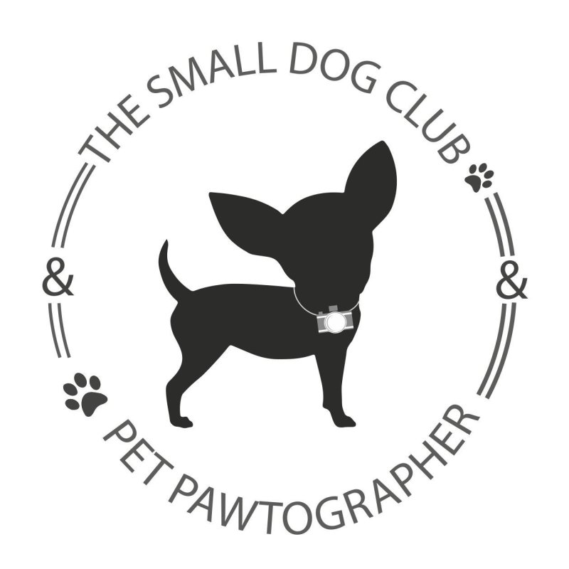 Силуэт собаки чихуахуа