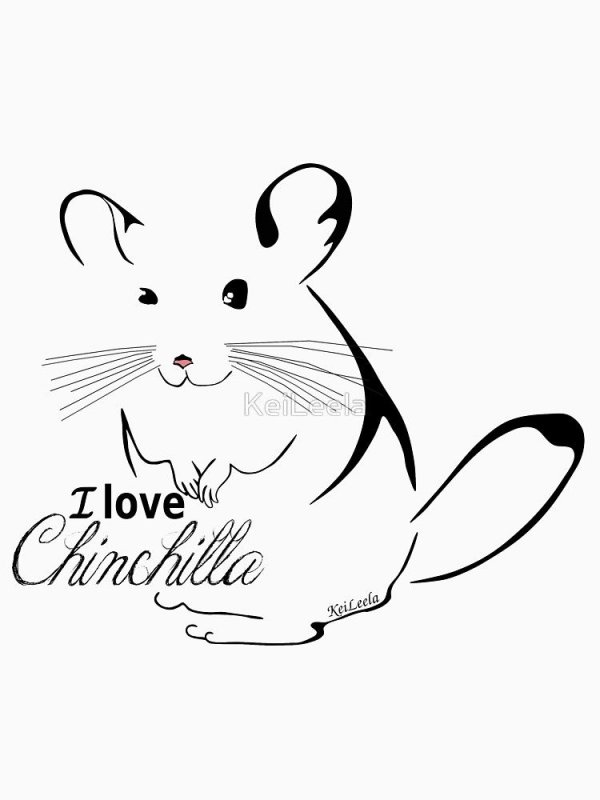 Шиншилла рисунок