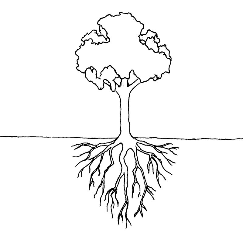 Корни дерева
