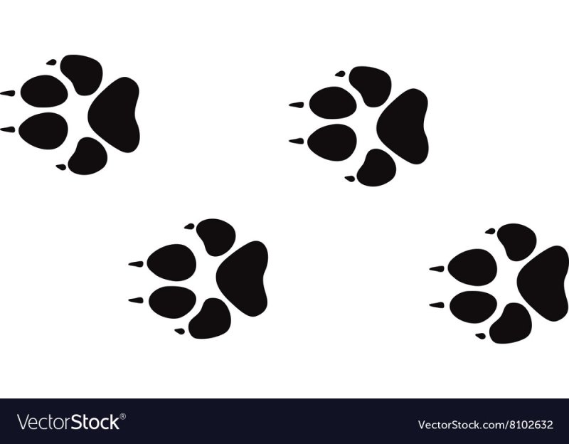 Следы волка для детей