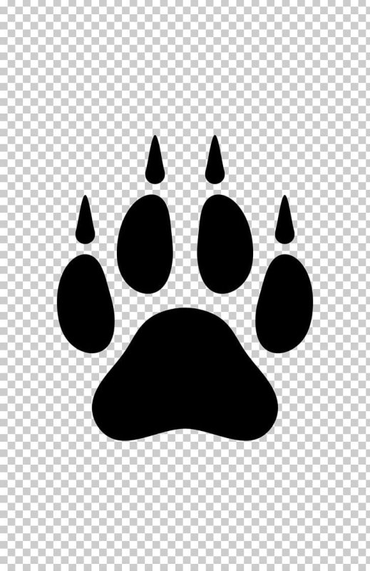 След лапы собаки