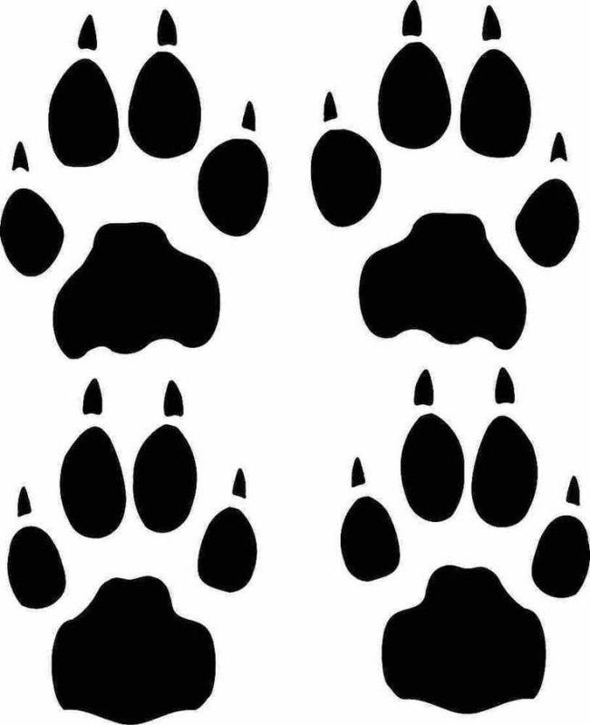 Следы зверей