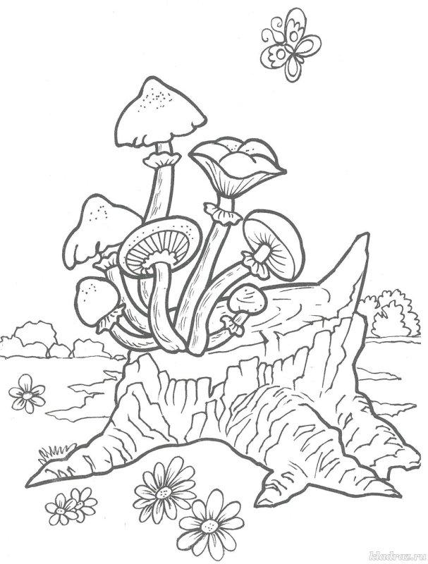 Грибы раскраска для детей