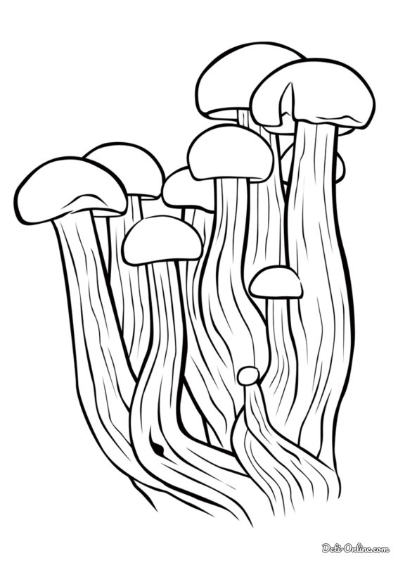 Гриб Лисичка раскраска для детей