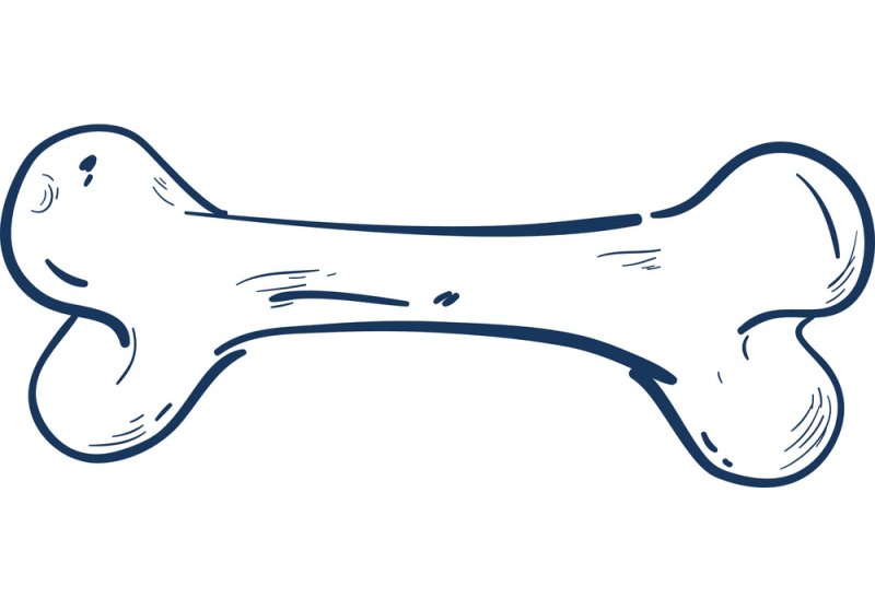 Кость рисунок