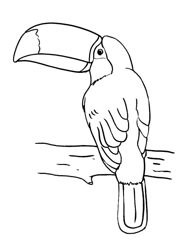 Тукан рисунок для детей