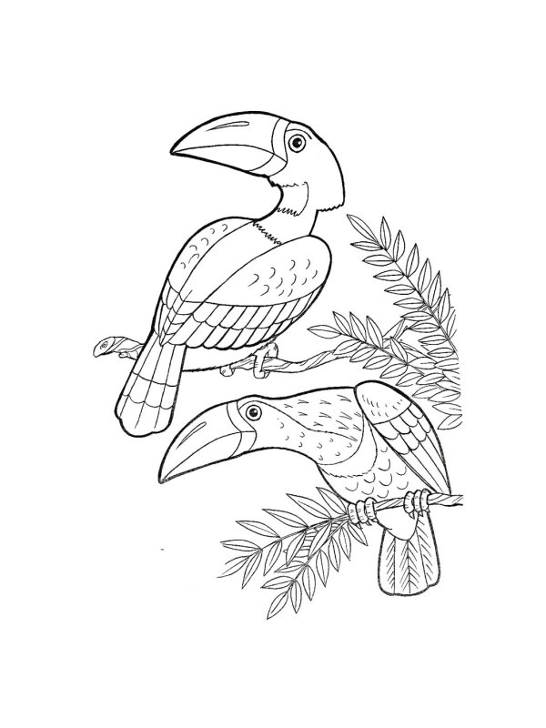 Экзотические птицы раскраска