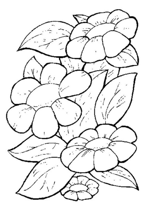 Цветы. Раскраска