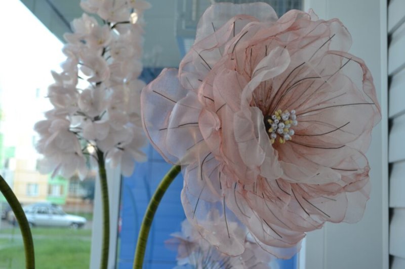 Пион Анна Цветкова