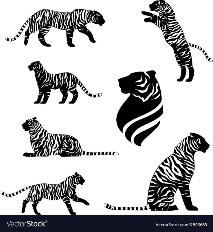 Очертания тигра