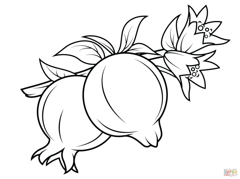 Раскраска фрукты гранат