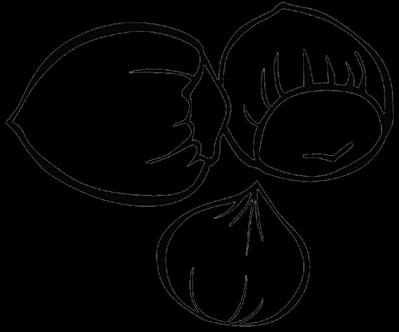 Орех раскраска для детей