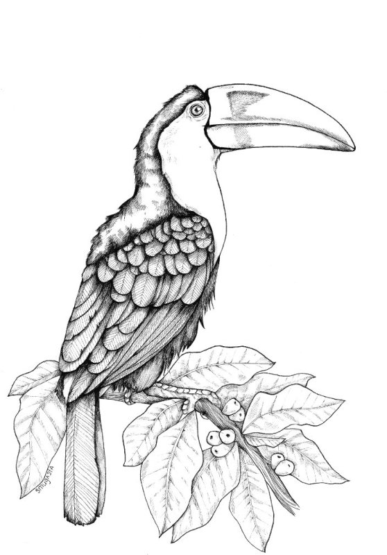 Тукан рисунок